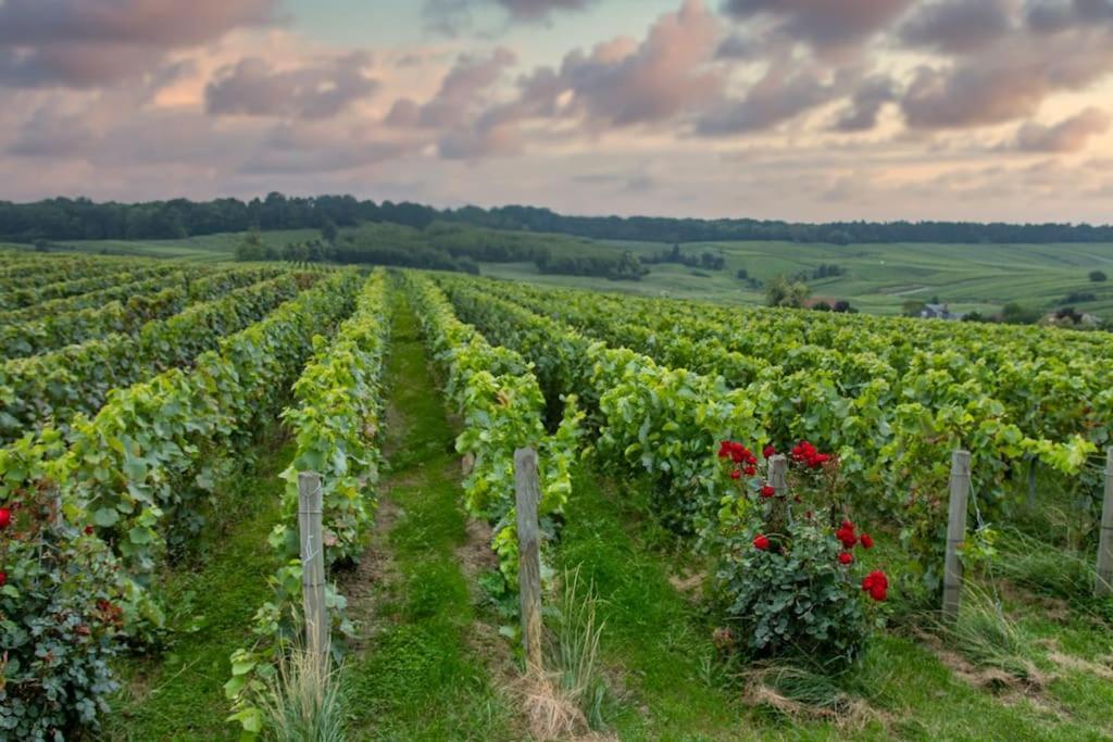 Maison De Champagne F.Barbier ! Avize Esterno foto